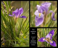 Iris-unguicularis